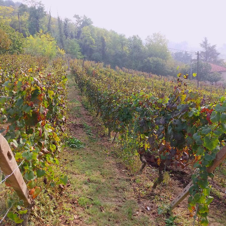 Cascina Tra I Vigneti A Nizza Monferrato Villa ภายนอก รูปภาพ